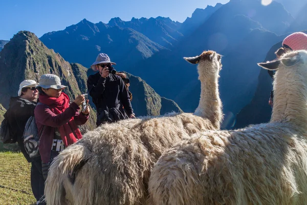 Lamy na ruiny Machu Picchu — Stock fotografie