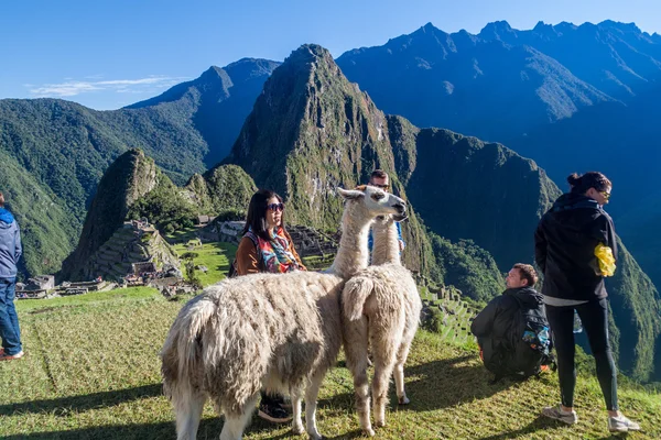 A Machu Picchu romjait lámák — Stock Fotó