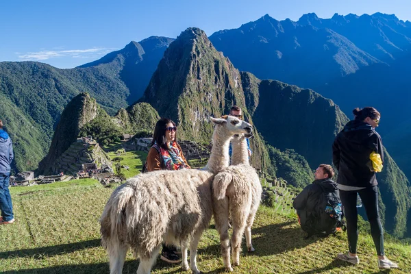 Lamy na ruiny Machu Picchu — Stock fotografie