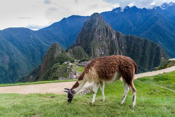 Lamy w ruin Machu Picchu — Zdjęcie stockowe