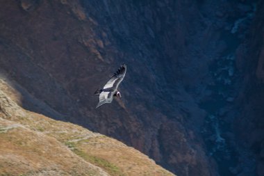 And Akbabası (Vultur gryphus) 