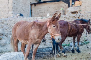 Malata köyde eşekler
