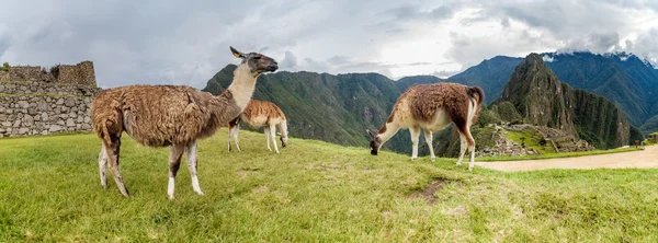 A Machu Picchu romjait lámák — Stock Fotó