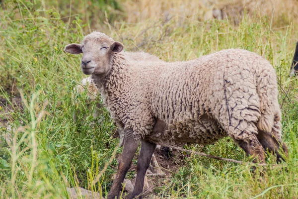 Ovelhas em um pasto no Peru — Fotografia de Stock