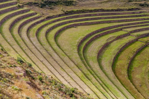 Terrazas agrícolas incas — Foto de Stock