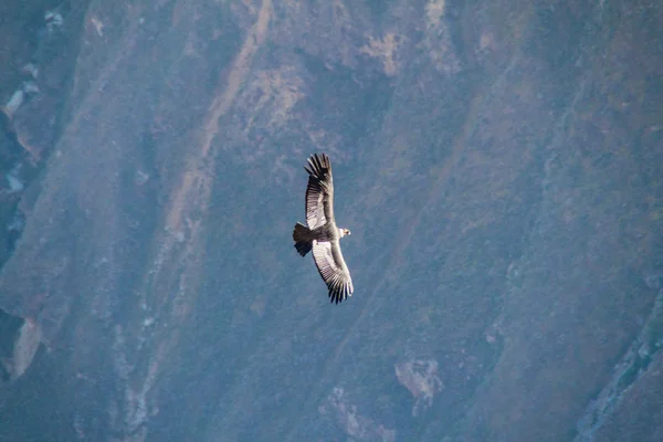Condor andino (Vultur gryphus) — Fotografia de Stock