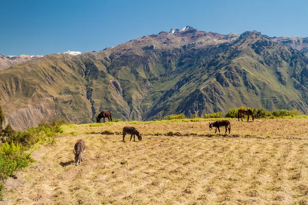 Asini su un pascolo in Perù — Foto Stock