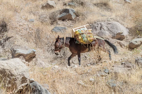 Osioł w Kanion Colca — Zdjęcie stockowe