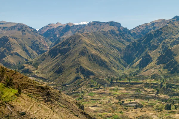 Canyon Colca in Perù — Foto Stock