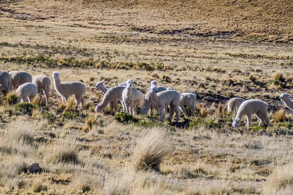 Lamas em Reserva Nacional Salinas — Fotografia de Stock