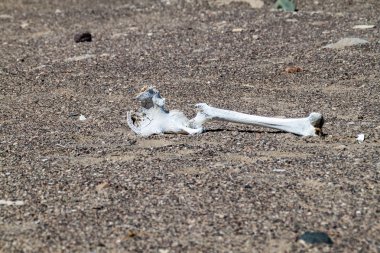 Bir çölde dağınık kemik
