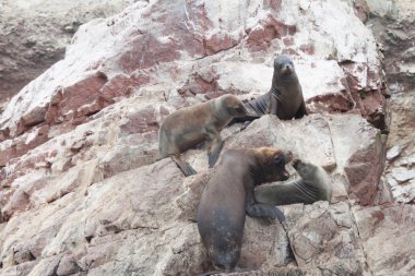Güney Amerika Deniz Aslanları