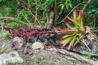 Bromeliad Peru bir ağaç üzerinde