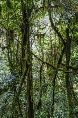 Jungle near Catarata de Gocta