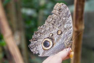Owl butterfly in Ecuador clipart