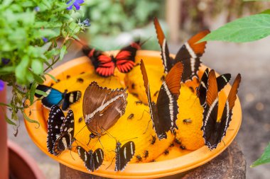 Various butterflies in Ecuador clipart
