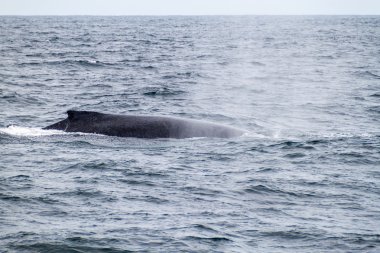 Kambur balina Ekvator