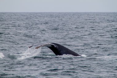 Kambur balina Ekvator