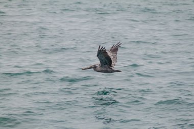 Pelikan Machalilla Milli Parkı'nda