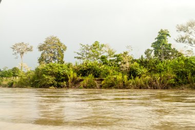 Jungle along river Napo clipart