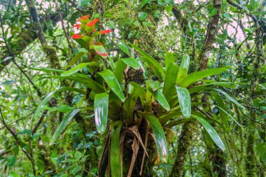 Bromeliad Milli Parkı Podocarpus içinde