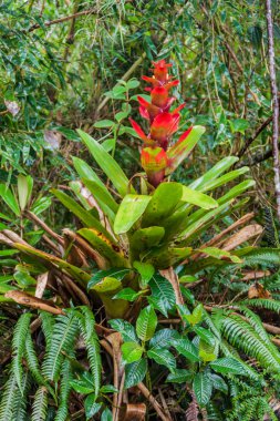 Bromeliad Milli Parkı Podocarpus içinde