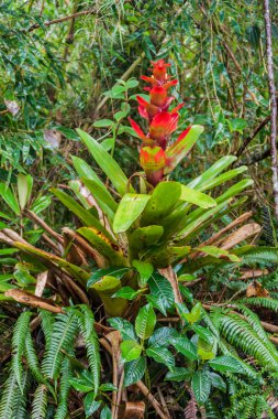 Bromeliad in National Park Podocarpus clipart