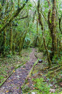 Trekking trail in National Park Podocarpus clipart