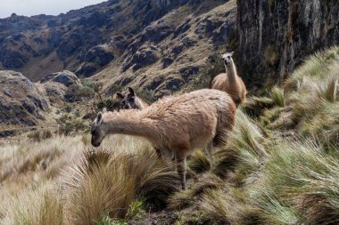 Llamas in National Park Cajas clipart