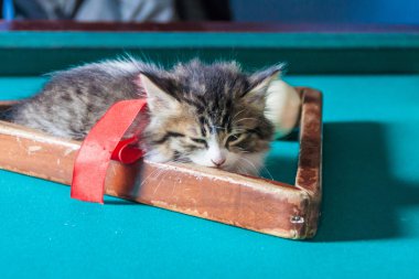 Bilardo masası üzerinde yavru kedi 