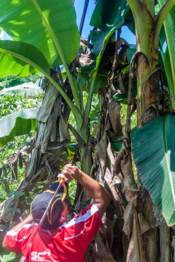 Yerel adam plantain hasat