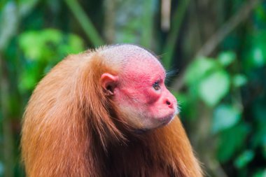 The bald uakari monkey clipart