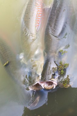 Arapaima fish in water clipart