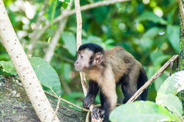 Fransiz Ginesi ülkesindeki capuchin maymunu 