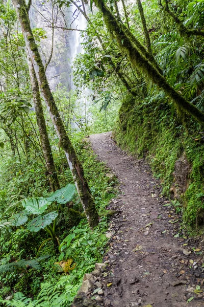 Szlak dżungli w Peru — Zdjęcie stockowe