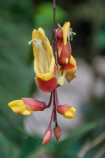 Orchidej v zahradě v Mindo — Stock fotografie