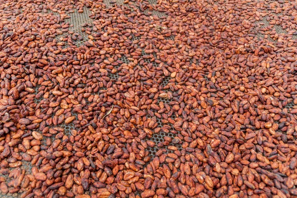 Granos de cacao (cacao) — Foto de Stock