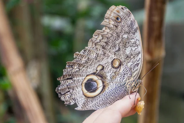 Bagoly pillangó Ecuadorban — Stock Fotó