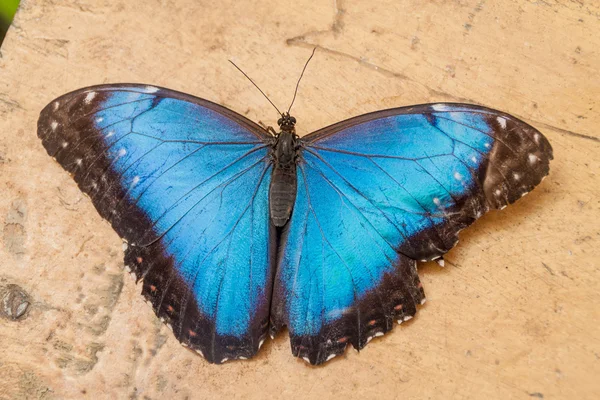 Helenor Morpho butterfly