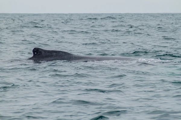 Humpback whale in Ecuador — Stock Photo, Image