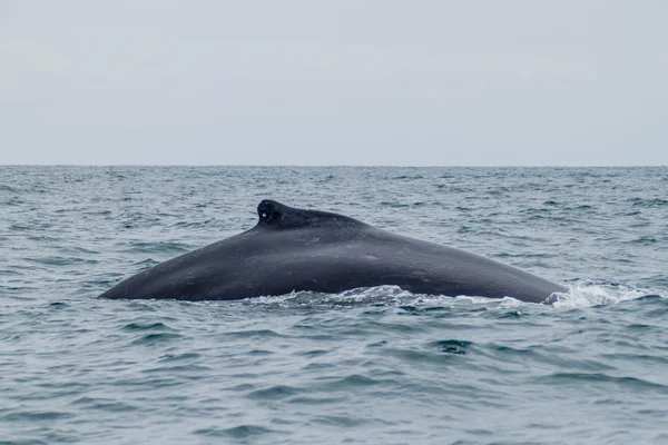 Ballena jorobada en el Parque Nacional Machalilla — Foto de Stock