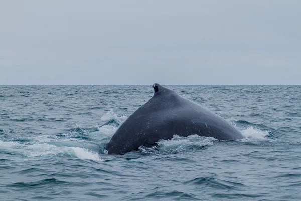 Humpback whale in Machalilla National Park — Stock Photo, Image