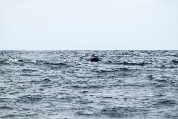 Baleia jubarte no Parque Nacional de Machalilla — Fotografia de Stock