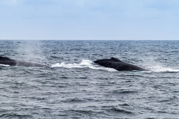 Горбатый кит в Эквадоре — стоковое фото