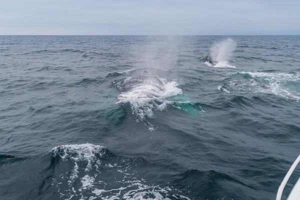 Ballena jorobada en Ecuador — Foto de Stock