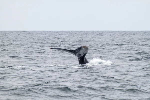 Humpback whale in Machalilla National Park — Stock Photo, Image