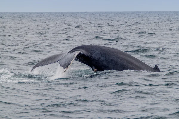 Humpback whale in Machalilla National Park — Stock Photo, Image