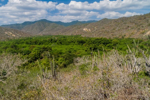 Wald des Machalilla-Nationalparks — Stockfoto