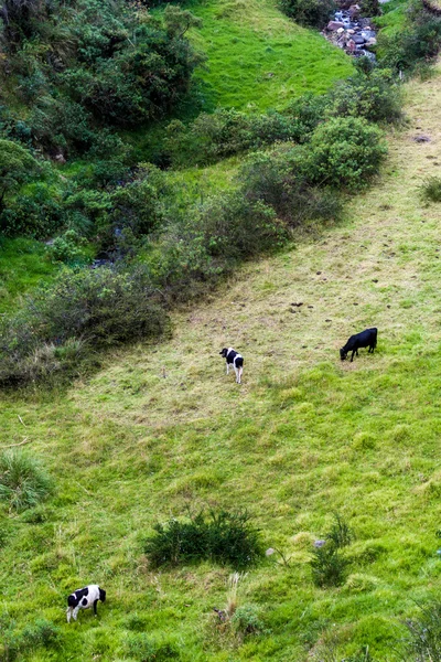 Weidende Kühe in Ecuador — Stockfoto