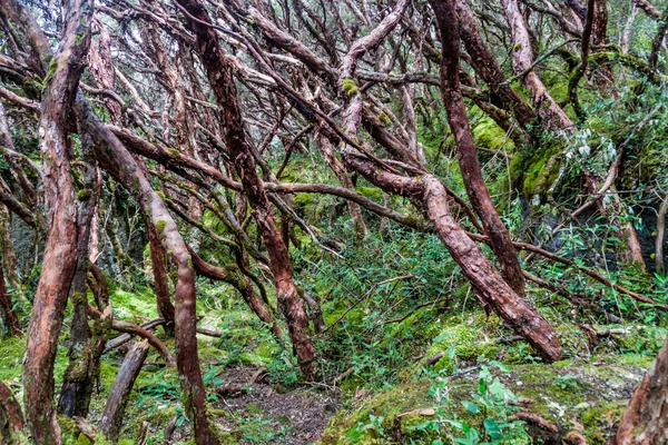 その森の木 — ストック写真
